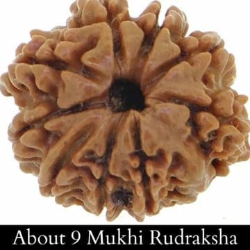 About 9 Mukhi Rudraksha