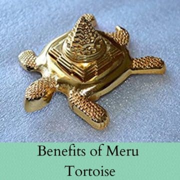 Benefits of Meru Tortoise