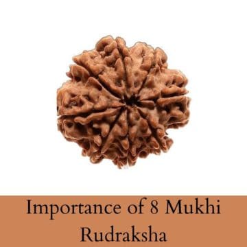 Importance of 8 Mukhi Rudraksha