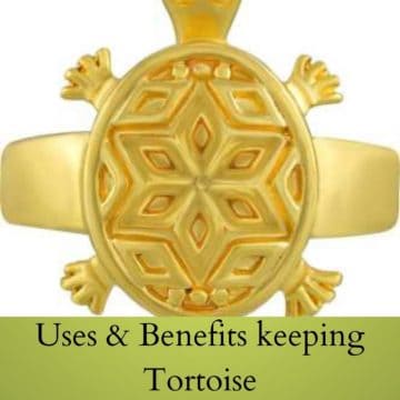 Uses & Benefits keeping Tortoise