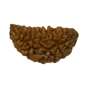 Half Moon 1 Mukhi Shaped Nepal Rudraksha Bead, Lab Certified & 100% Original
