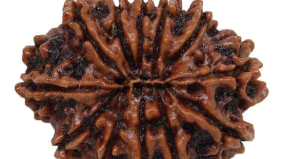 12 Mukhi Nepal Rudraksha Bead, Lab Certified & 100% Original