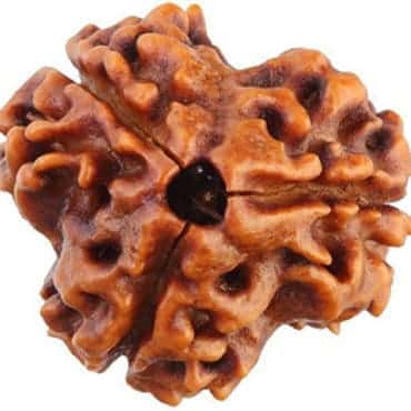 3 Mukhi Nepal Rudraksha Bead, Lab Certified & 100% Original