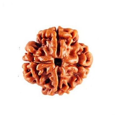 4 Mukhi Nepal Rudraksha Bead, Lab Certified & 100% Original