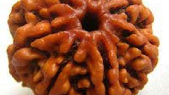 7 Mukhi Nepal Rudraksha Bead, Lab Certified & 100% Original