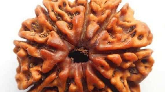 9 Mukhi Nepal Rudraksha Bead, Lab Certified & 100% Original